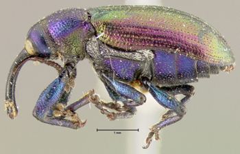 Media type: image;   Entomology 25157 Aspect: habitus lateral view